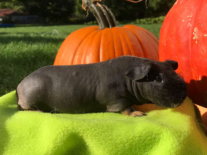 8 Hairless Guinea Pigs That You Could Mistake For Tiny Hippos
