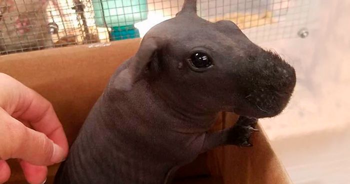 8 Hairless Guinea Pigs That You Could 