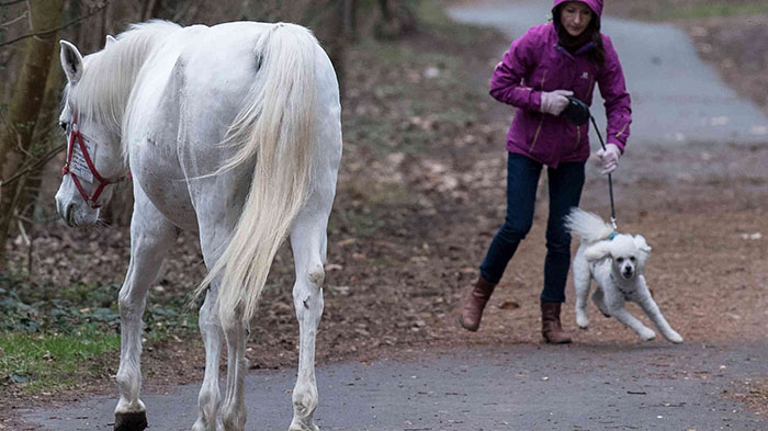 Horse Goes On A Walk Alone Every Day For 14 Years, Receives Pets And Treats From Residents