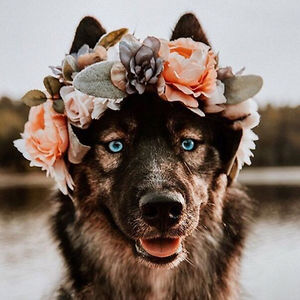 laynaeatscarrots avatar