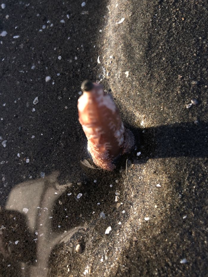 Weird Sea Creatures Found On Beach In Australia