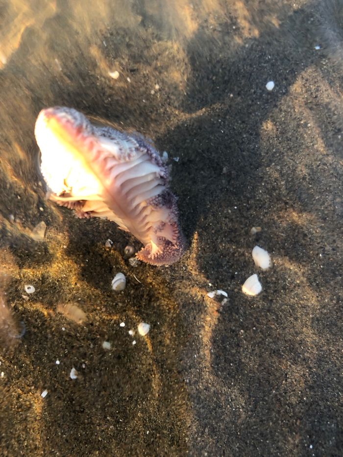 Weird Sea Creatures Found On Beach In Australia
