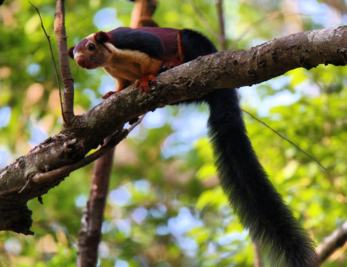 There Are Multi-Colored Giant Squirrels Living In India And People Seem To Have Just Found Out About This (17 Pics)
