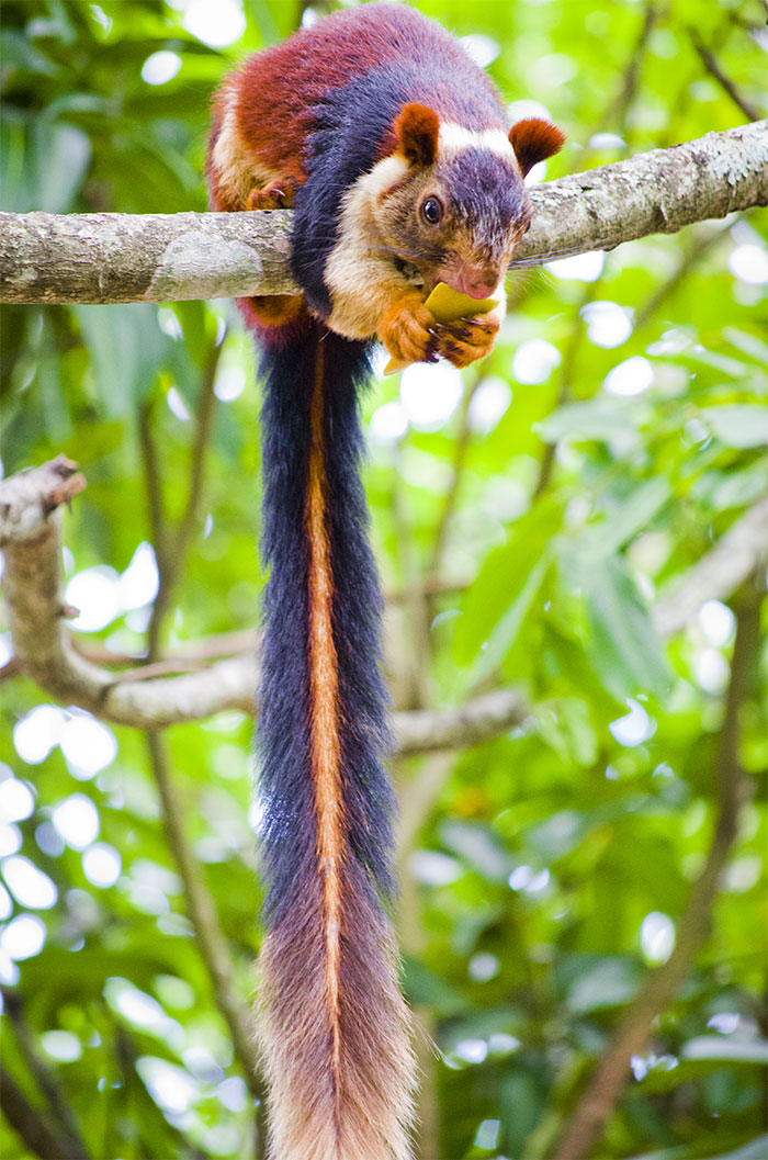 There Are Multi-Colored Giant Squirrels Living In India And People Seem To Have Just Found Out About This (17 Pics)