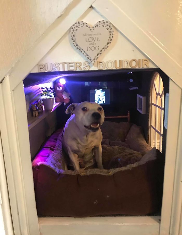This Dog Has Trust Issues, So The Owner Built A 'Boudoir Bedroom' That Even Has A 'TV', To Comfort Him