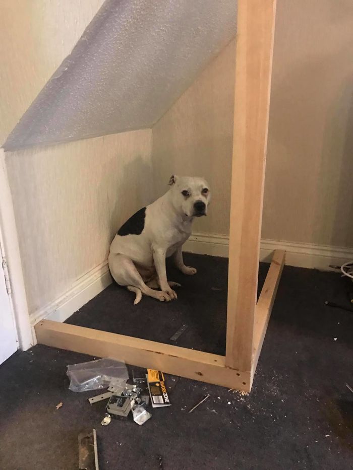 This Dog Has Trust Issues, So The Owner Built A 'Boudoir Bedroom' That Even Has A 'TV', To Comfort Him