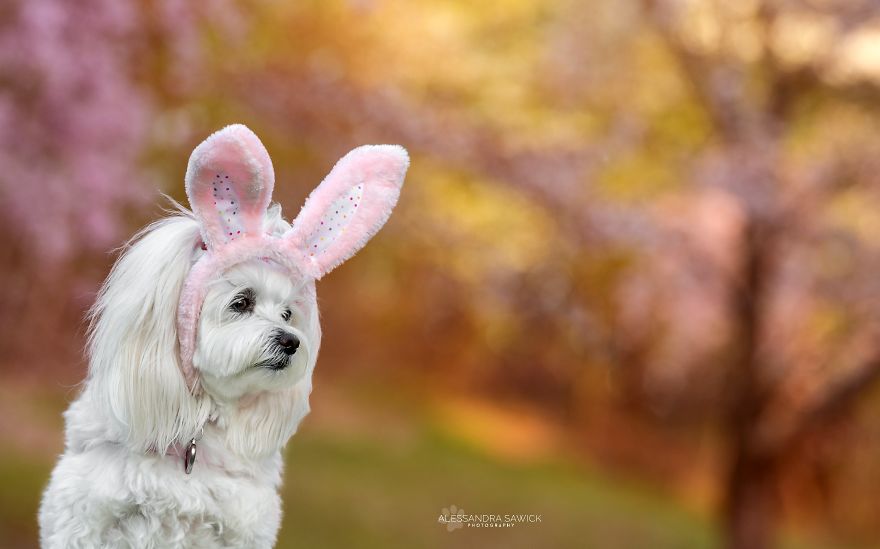 Easter Bunny (Dogs)