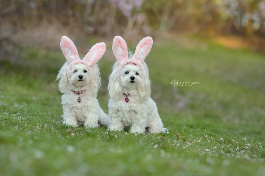 Easter Bunny (Dogs)