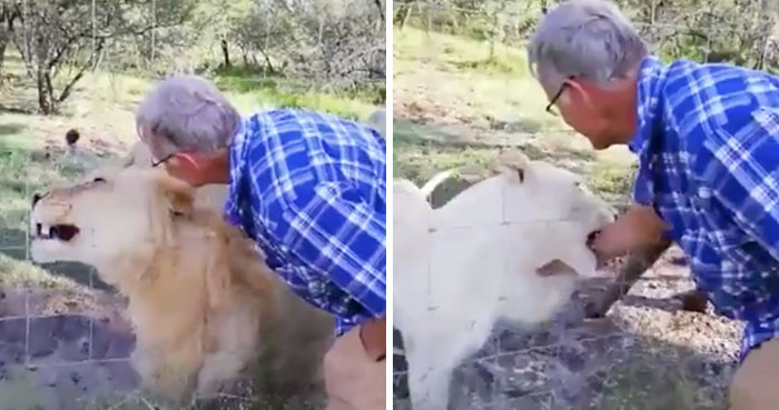 Man Thinks He’s Special Enough To Pet A Lion, Ends Up With A Severe Injury