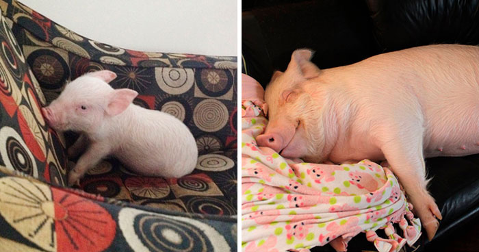 Couple Thinks They Adopted A Mini-Pig, Keeps Her As A Pet Even After It Grows To Be 650 Lbs