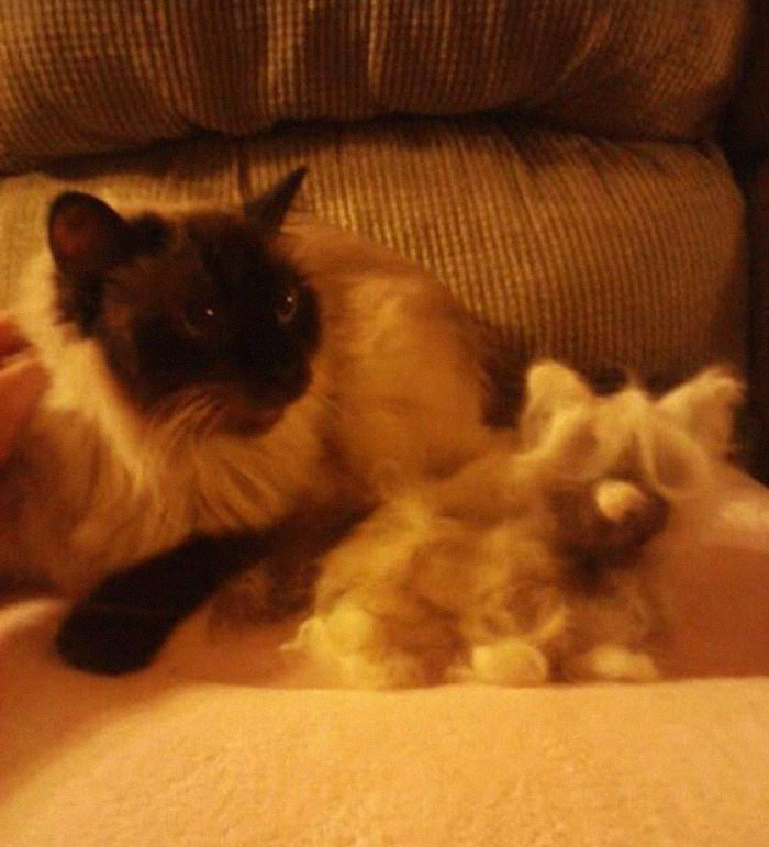 Woman Makes 'A Cat Out Of Her Cat' By Using Cat's Hair And The Result Inspires Others To Do The Same