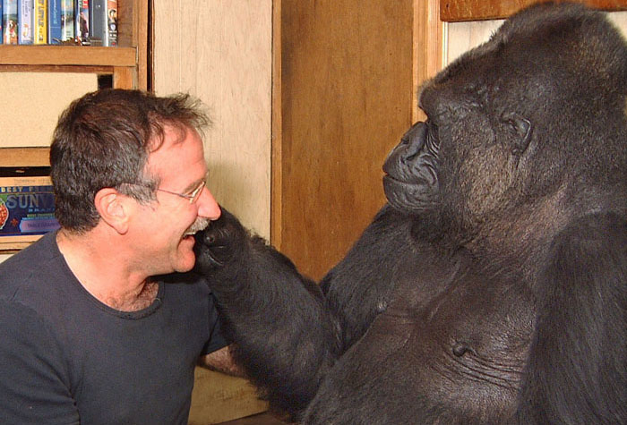 El gorila que dijo que los animales van a un "agujero cómodo" cuando mueren