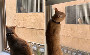 Cat Owners Communicate Through Window Notes To Help Their In-Love Cats Meet