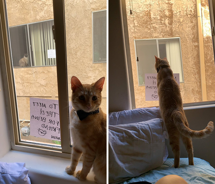 These Two Cats Fell In Love After Seeing Each Other Through Windows, Their Owners Make Sure They Get A Date