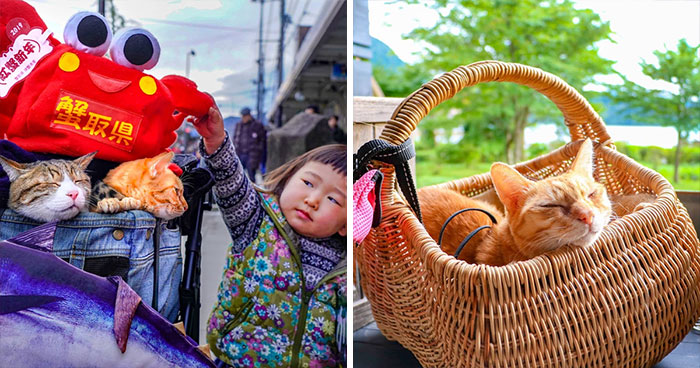 Owner Takes His 2 Cats On His Travels Around Japan And Their Instagram Is Purrfect