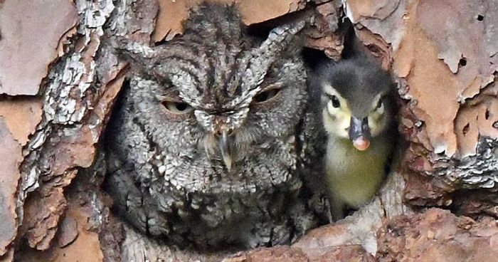 Duckling Gets Raised By An Owl And The Photos Are Adorable | Bored Panda