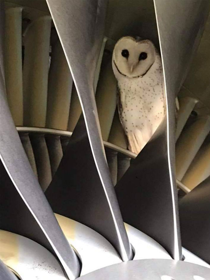 During Pre-Flight Check, Engineers Discover An Owl Taking A Nap In The Plane's Engine