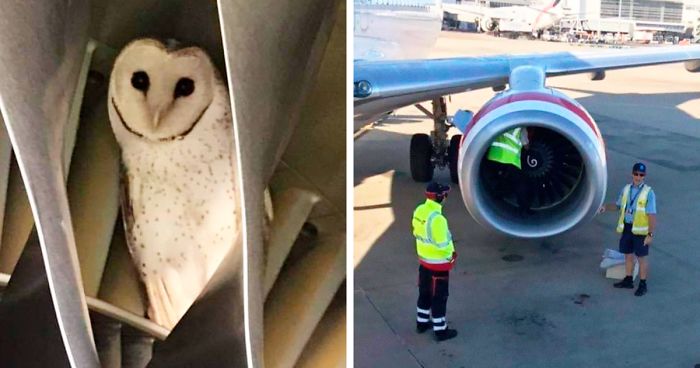 During Pre-Flight Check, Engineers Discover An Owl Taking A Nap In The Plane’s Engine