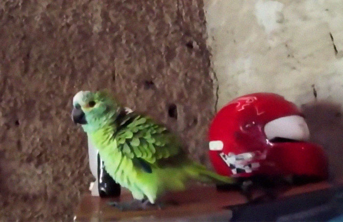 Parrot Goes To 'Jail' After Warning Its Owners About A Police Drug Raid