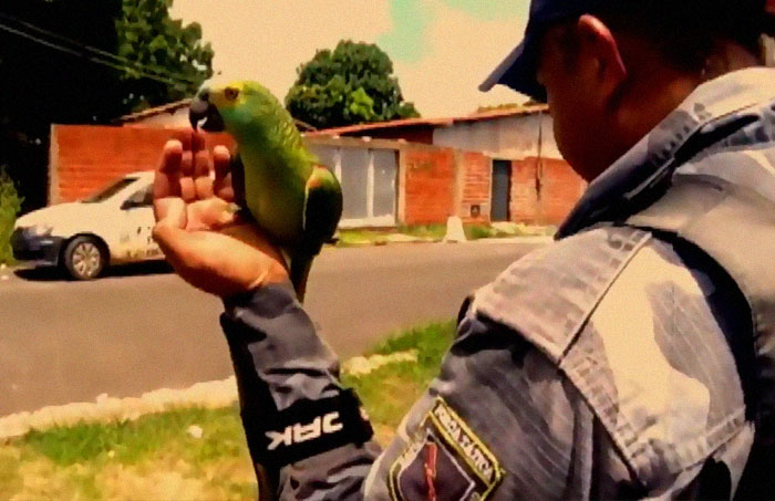 Image result for parrot arrested