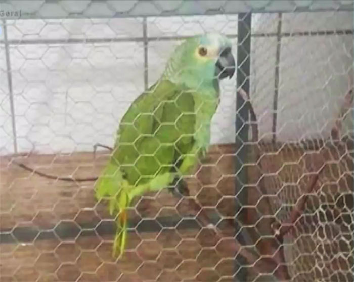 Parrot Goes To 'Jail' After Warning Its Owners About A Police Drug Raid