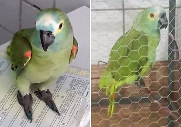 Parrot Goes To ‘Jail’ After Warning Its Owners About A Police Drug Raid