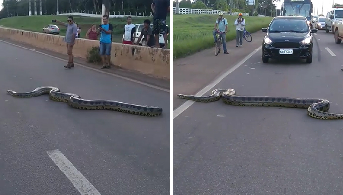 Bystanders In Brazil Teamed Up To Help A Giant Anaconda Cross The Road