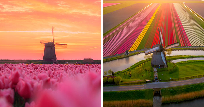 I Capture The Captivating Tulip Fields Of My Beautiful Country
