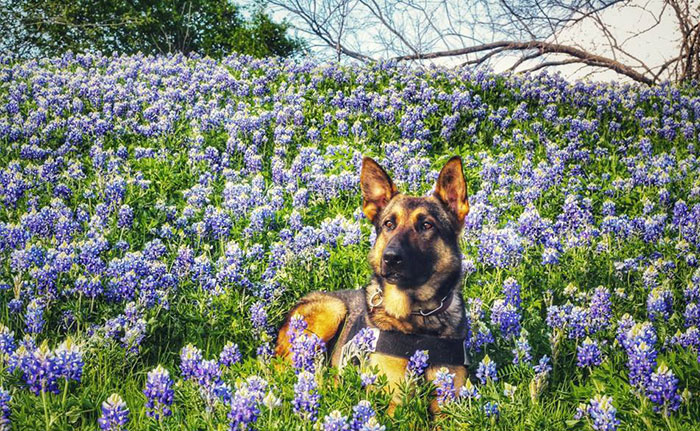 The Texas Bluebonnet Challenge Is Going Viral And Here Are The 30 Best Photos From Police Officers So Far