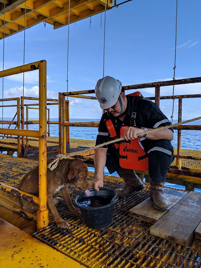 Exhausted Dog Swimming In The Water 130 Miles Away From Shore Gets Rescued By Oil Rig Workers