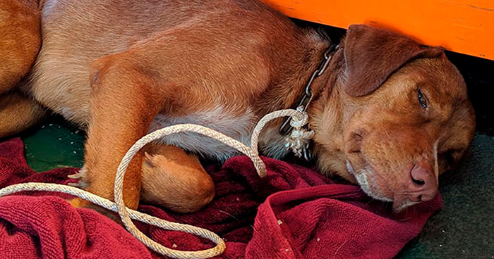 Exhausted Dog Swimming In The Water 130 Miles Away From Shore Gets Rescued By Oil Rig Workers