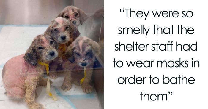 A Man Found Six Abandoned Hairless Puppies And No One Could Tell They're Great Pyrenees | Bored Panda