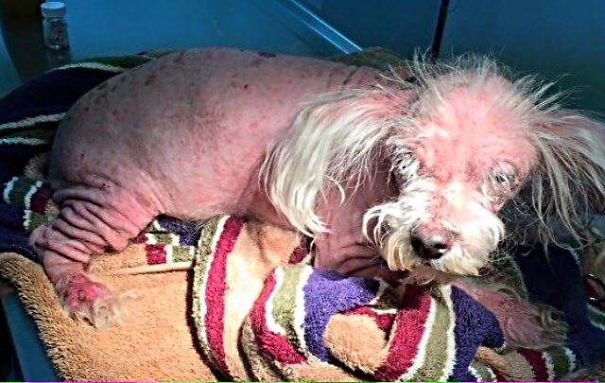 Dog Abandoned At A Vet Clinic Barely Even Looked Like A Dog At All