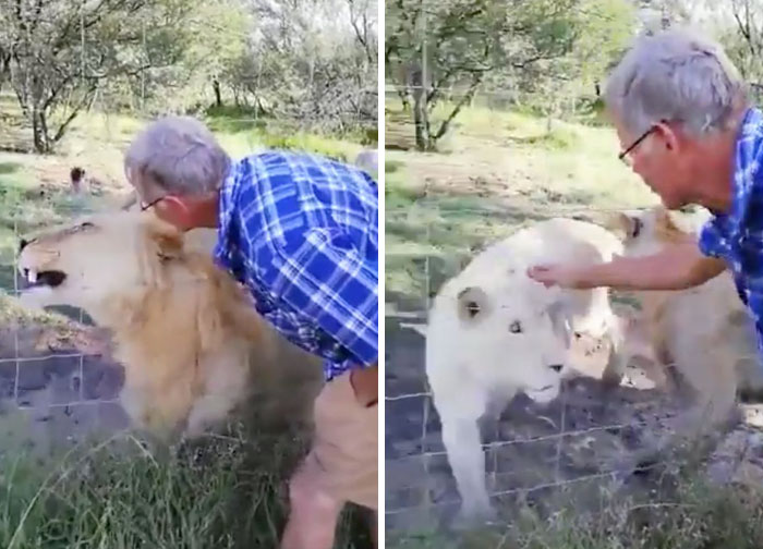 Man Thinks He's Special Enough To Pet A Lion, Ends Up With A Severe Injury