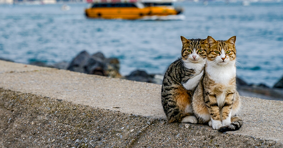 I Photographed Two Stray Cats Cuddling And I Swear This Is Not Staged |  Bored Panda