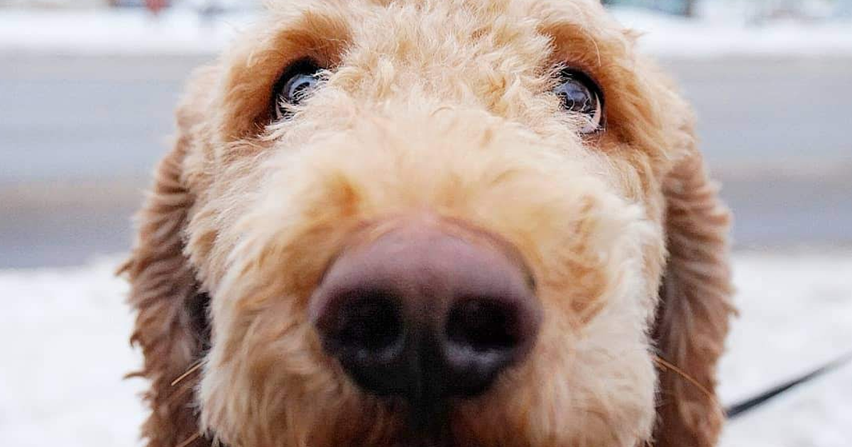 We Photograph Dogs Of Strangers On The Streets Of Vilnius, Lithuania