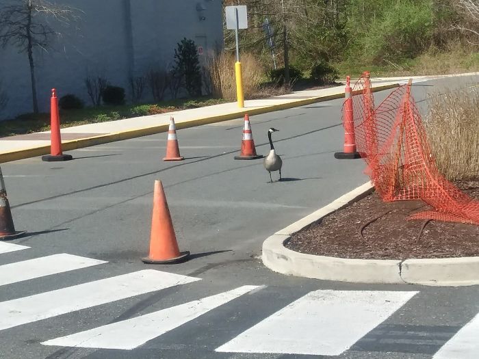 After This Geese Family Decided To Lay Eggs In Walmart's Parking Lot, The Employees Put Traffic Cones To Protect The Family