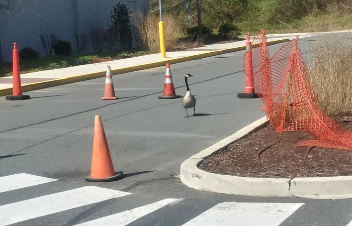 After This Geese Family Decided To Lay Eggs In Walmart’s Parking Lot, The Employees Put Traffic Cones To Protect The Family
