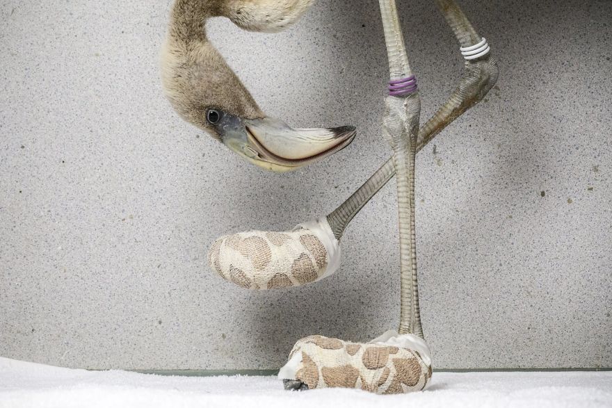 Nature, Singles, 2nd Prize, "Flamingo Socks" By V