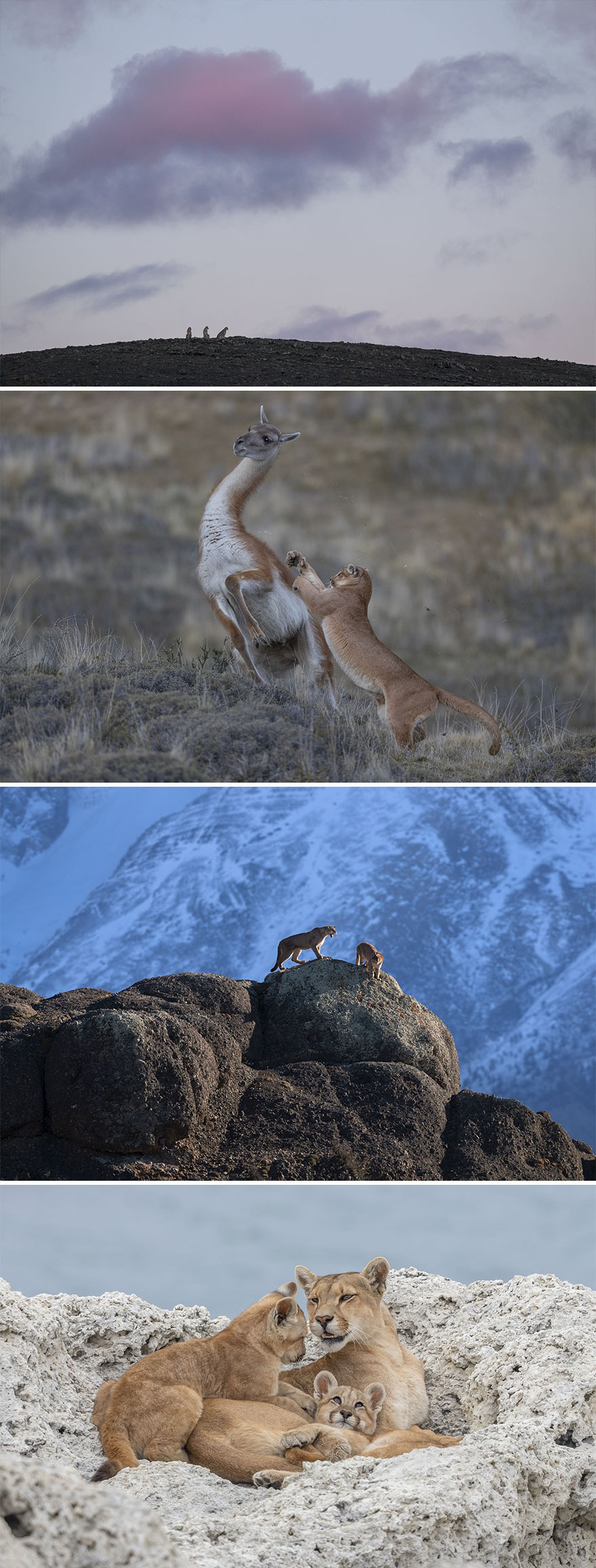 Nature, Stories, 3rd Prize, "Wild Pumas Of Patagonia" By Ingo Arndt