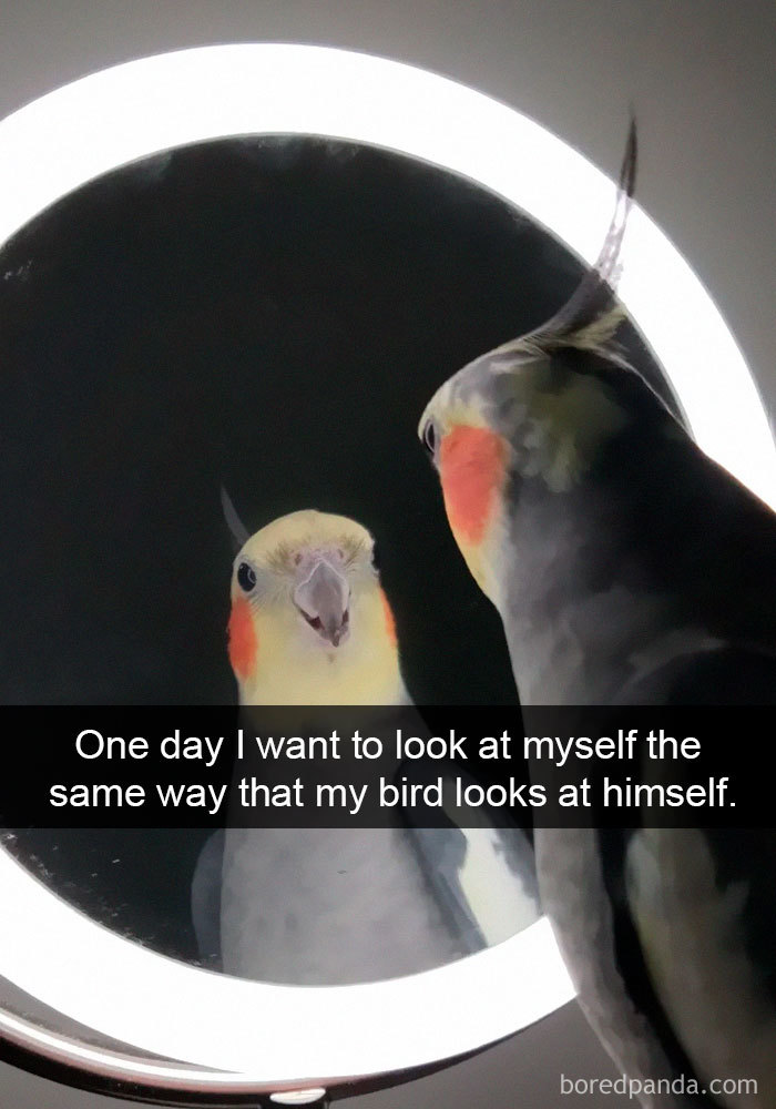 50 Times Birds Were So Funny, People Just Had To Snapchat Them | Bored Panda