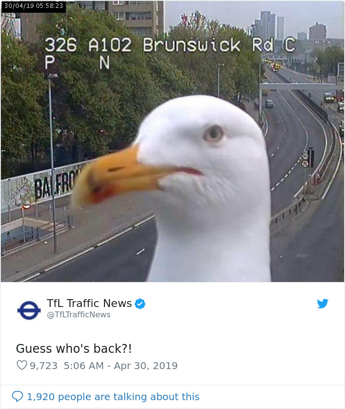 Two Seagulls - Graeme And Steve - Keep Showing Up On London Traffic Cam, Become Twitter-Famous