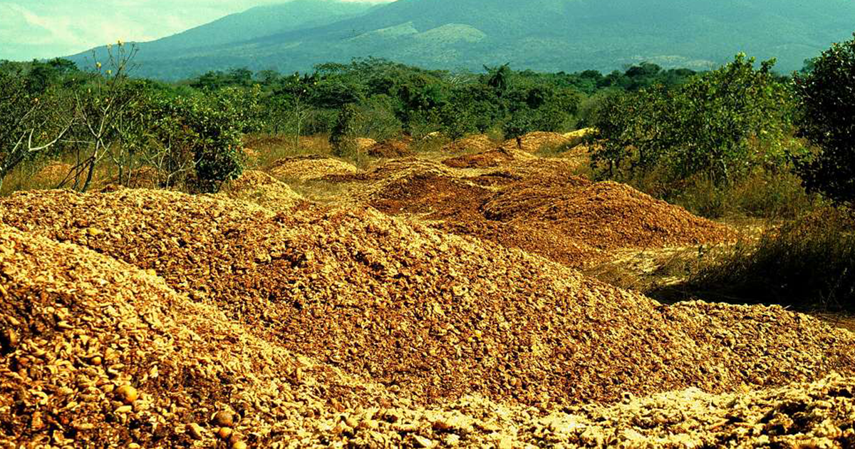 How 12,000 Tonnes Of Orange Peels Revived Costa Rican Forest | Bored Panda