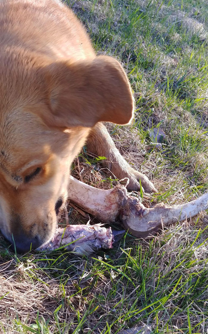 Bear Gifts Deer Bones To Guard Dog In Exchange Of Being Allowed Access To This Man's Trash