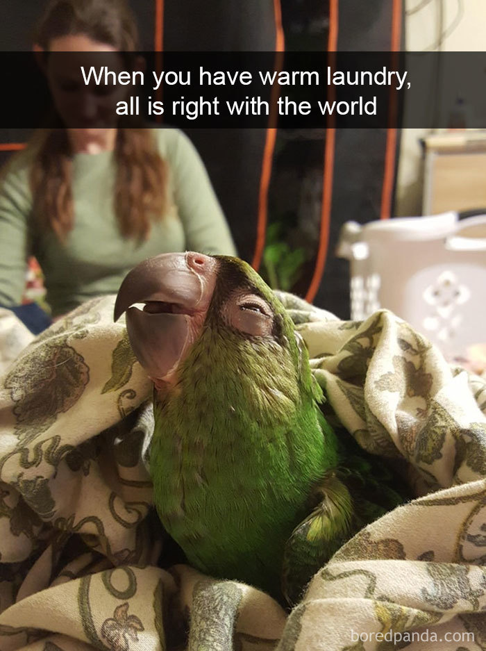 50 Times Birds Were So Funny, People Just Had To Snapchat Them | Bored Panda
