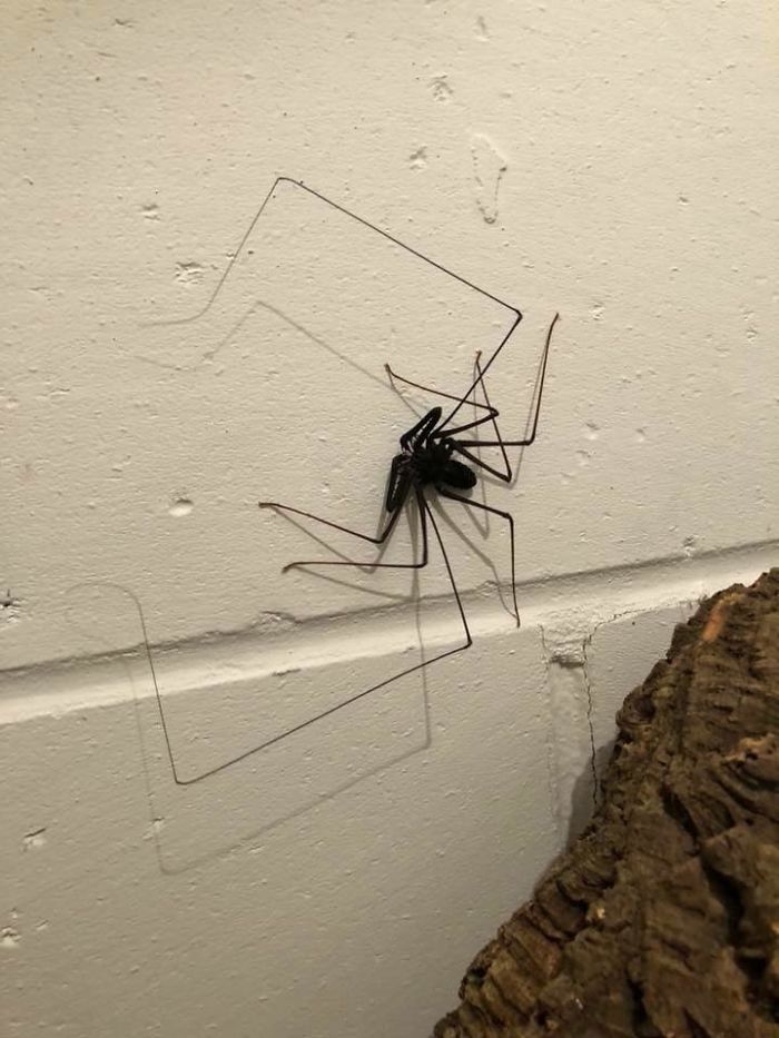 Someone Designed A Bathroom To House Giant Spiders And Its An Arachnophobia Nightmare