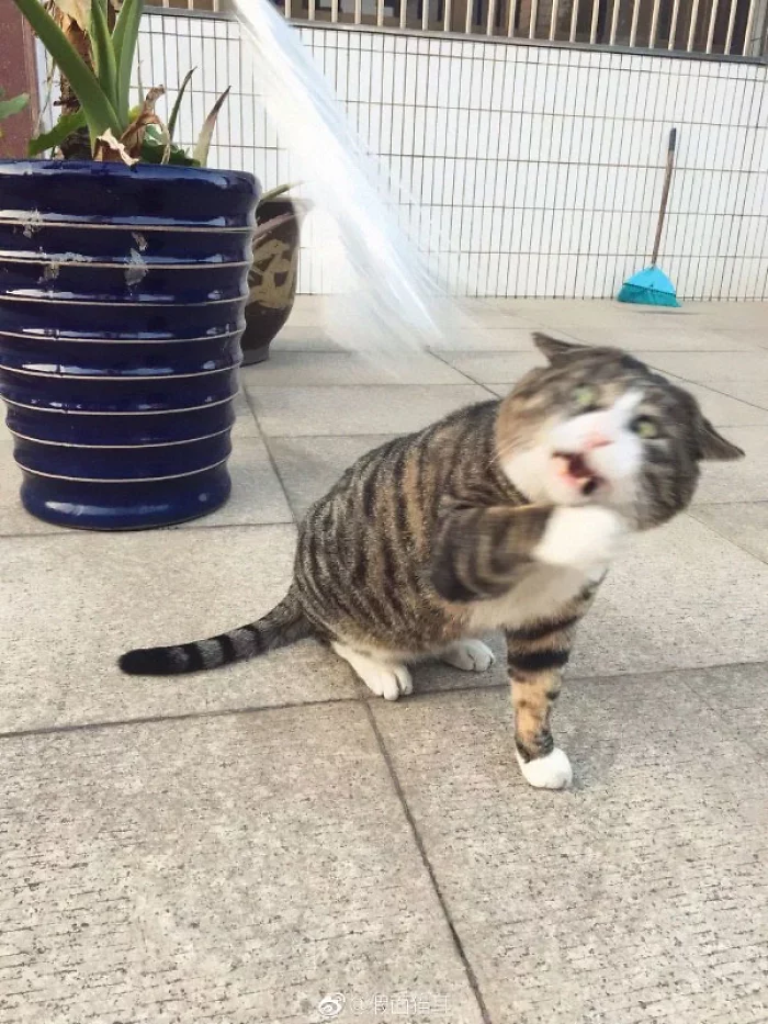 Kucing ini viral karena ekspresinya yang sangat dramatis, gemesin abis