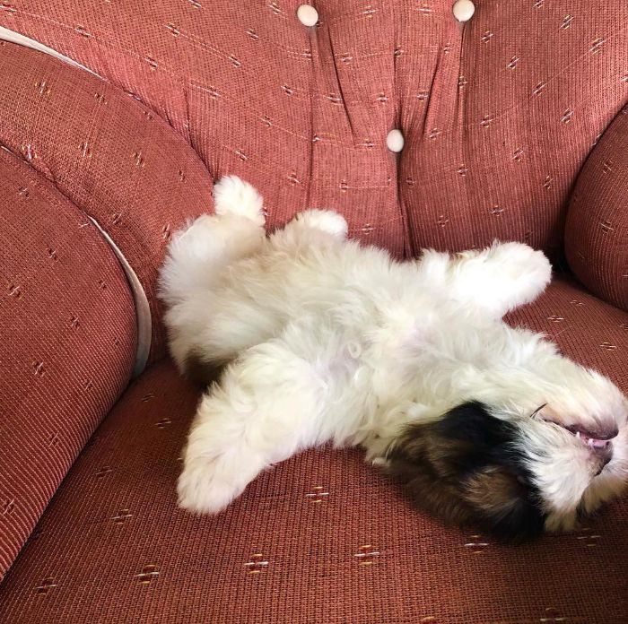Dog-Laying-Sleeping-Funny-Positions-Mood-The-Real-Paningning
