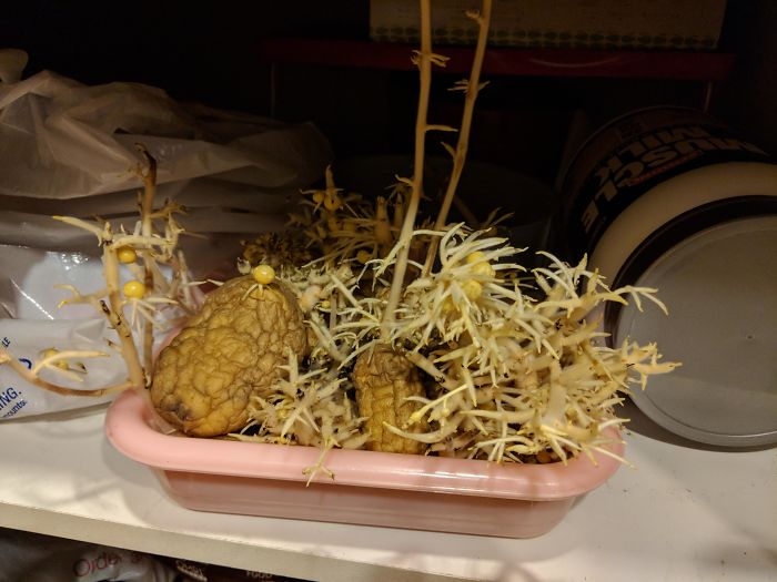 I Thought I Was The Only One Whose Flatmates Were Growing Potato Monsters. This One Was Growing For A Year And I Discovered It The Weekend I Moved In