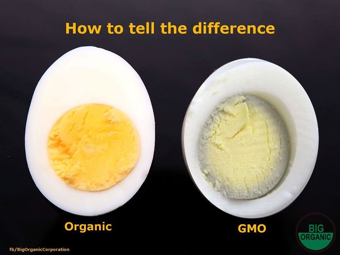 Because Over Cooking An Egg = GMO